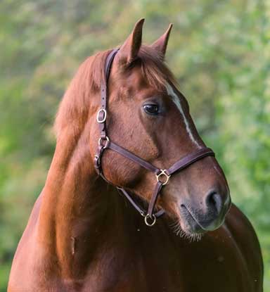 Carina